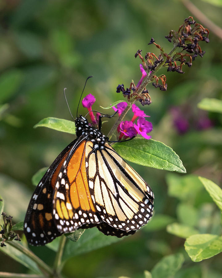 Monach Butterfly Photograph by Rosemarie Woods - Fine Art America