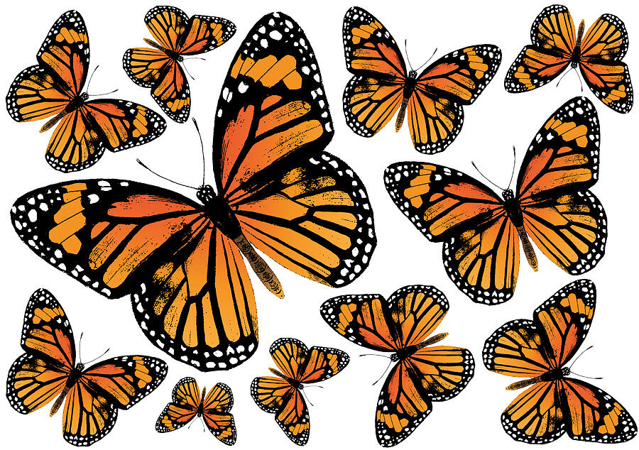 Monarch Butterflies Digital Art by Eclectic at Heart