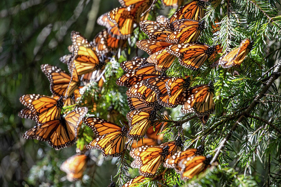 Monarch Butterflies #1 Photograph by Nedim Slijepcevic