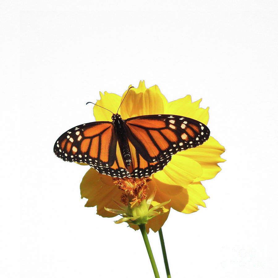 Monarch Butterfly Art #1 Photograph by Scott Cameron