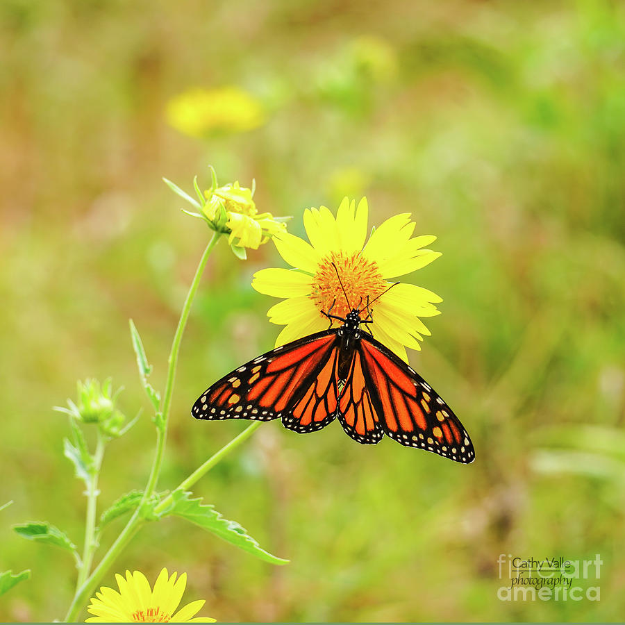 Monarch Butterfly #1 Photograph by Cathy Valle