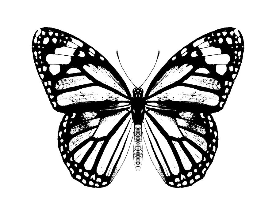 Monarch Butterfly Digital Art by Eclectic at Heart - Fine Art America