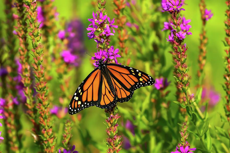 Monarch Butterfly #1 Photograph by Franklin Baker - Fine Art America