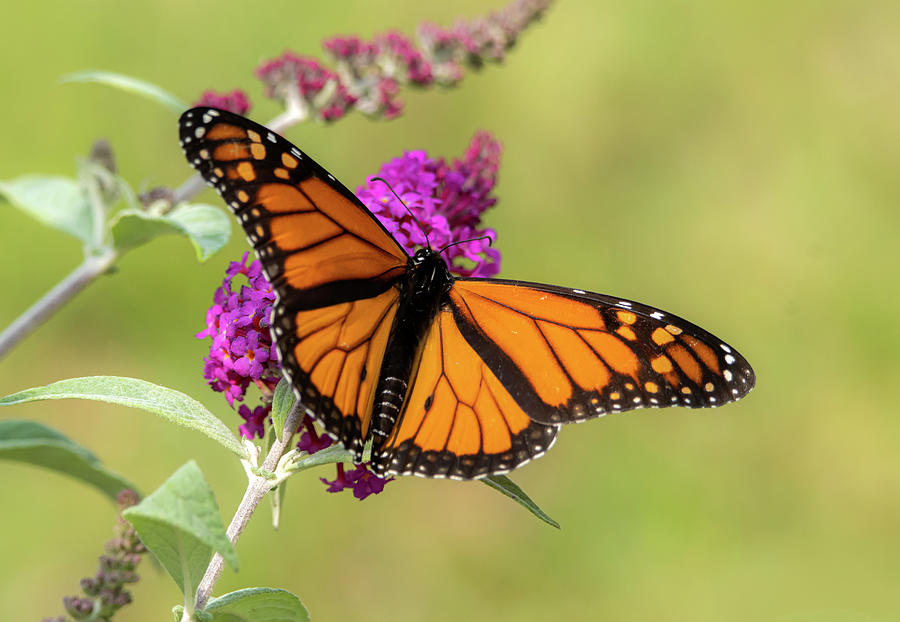 Monarch Butterfly in August #2 Photograph by Sandra Js