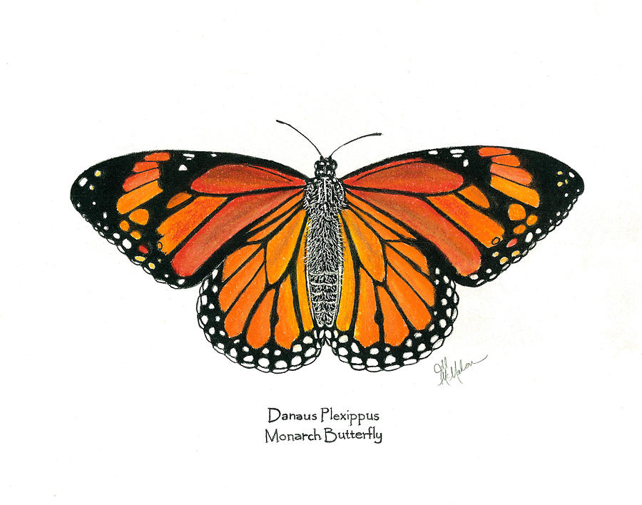 Mariposas Monarca Vector: Over 25,122 Royalty-Free Licensable Stock  Illustrations & Drawings | Shutterstock