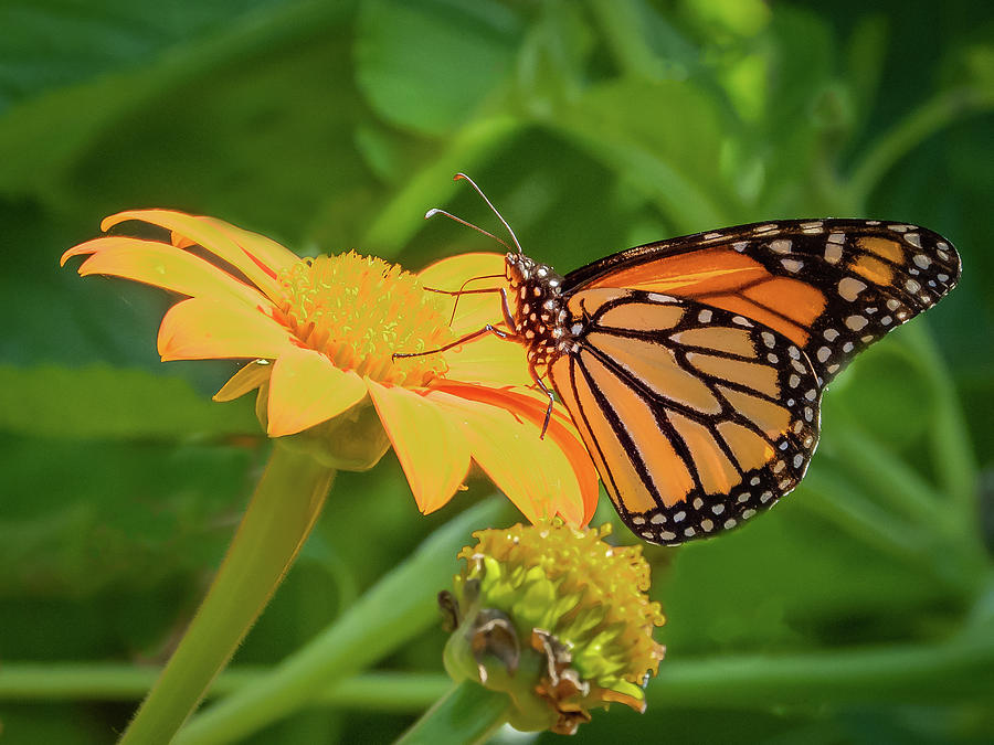 Monarch Butterfly Photograph by Jim Schwabel - Fine Art America