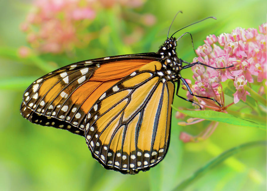 Monarch Butterfly on Swamp Milkweed #1 Photograph by Jim Hughes