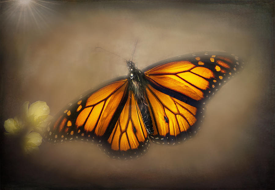Monarch Butterfly #1 Photograph by Sandra Js