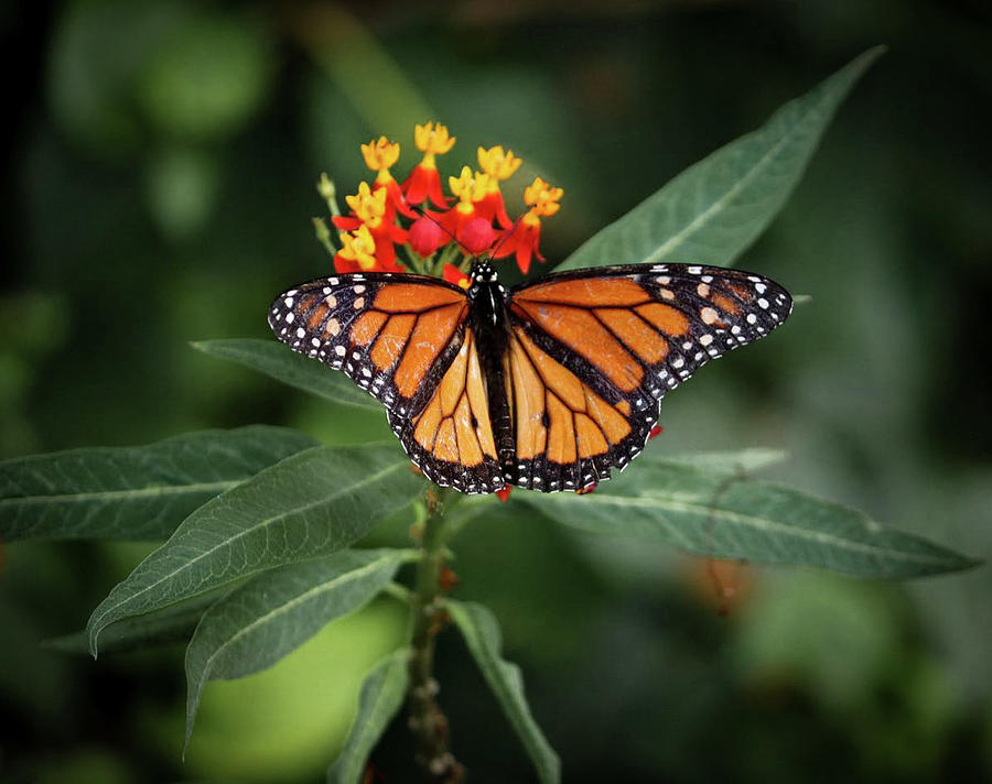 Monarch Butterfly Photograph by Seth Wiseman - Fine Art America