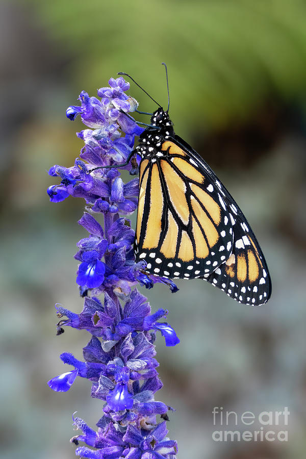 Monarch Butterfly #1 Photograph by Vivian Krug Cotton
