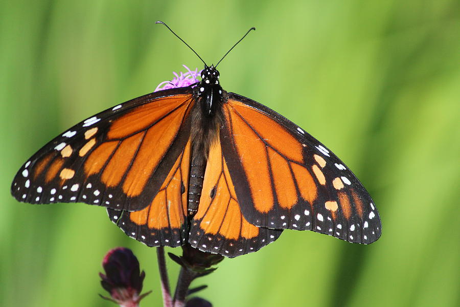 Monarch #1 Photograph by Callen Harty
