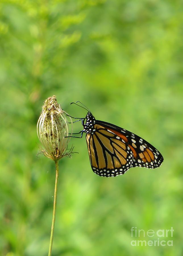 Monarch #1 Photograph by Diana Rajala