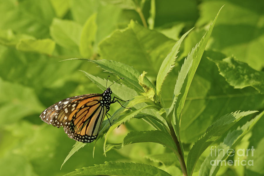 Monarch in Minneapolis Photograph by Natural Focal Point Photography