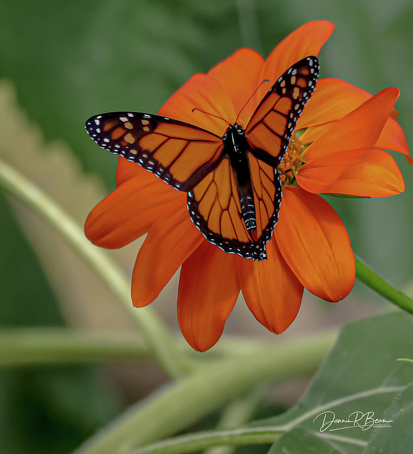 Monarch Wings Photograph by Dennis Bean | Fine Art America