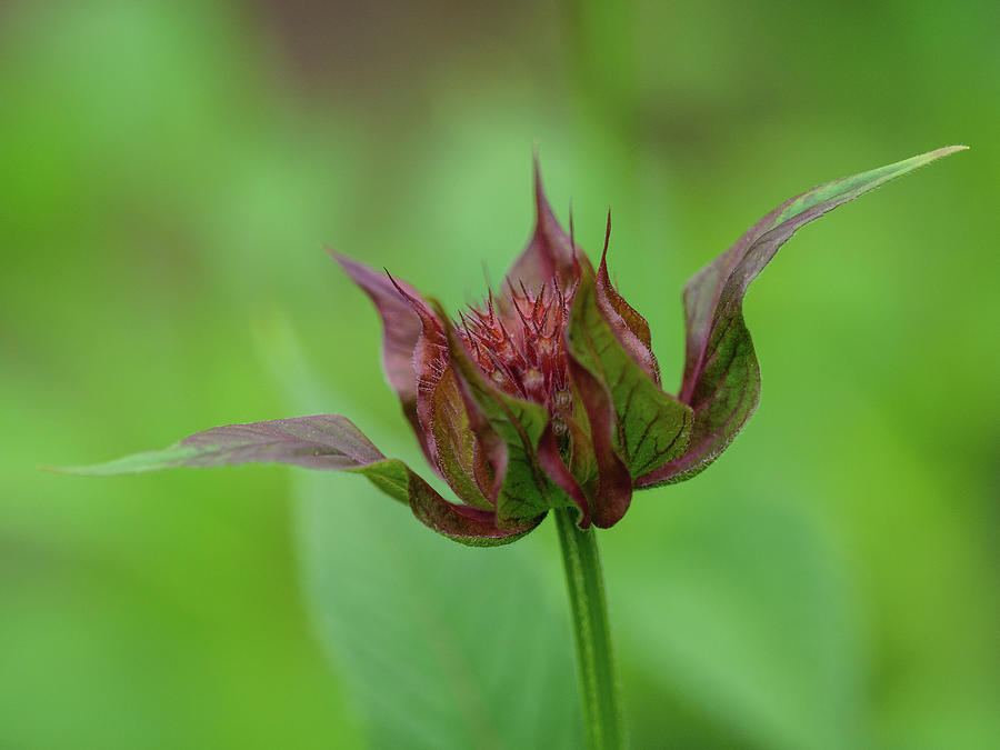 Monarda bloom just starting to develop. #1 Photograph by Rob Huntley