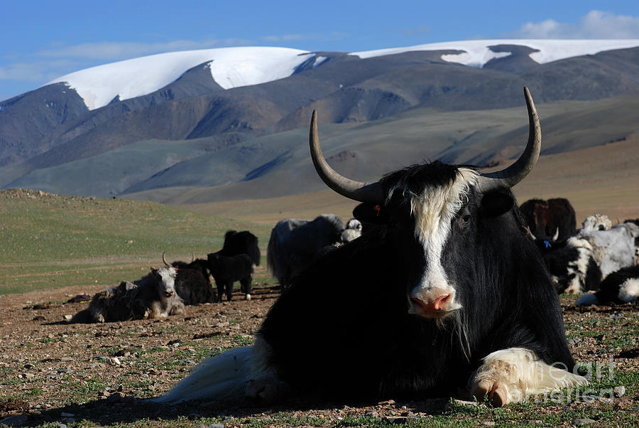 Mongol Yak #1 Photograph by Elbegzaya Lkhagvasuren