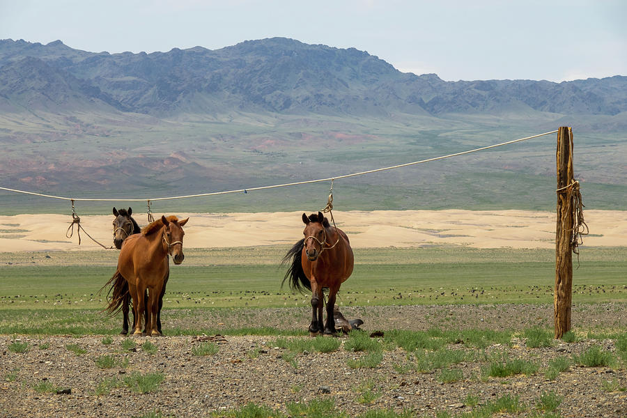 Mongolian horses tied on rope holder #1 Photograph by Mikhail Kokhanchikov