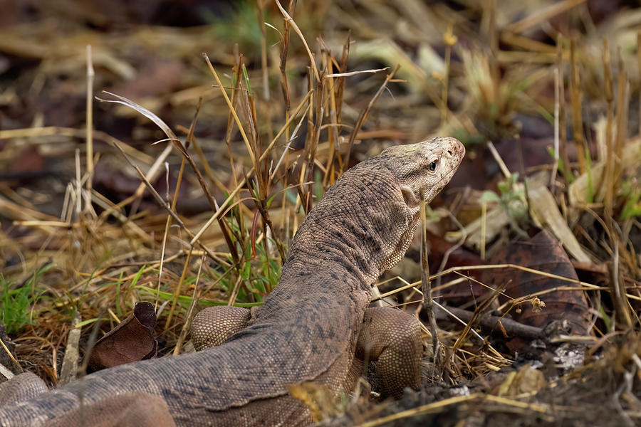 Monitor Lizard #1 Photograph by Kiran Joshi