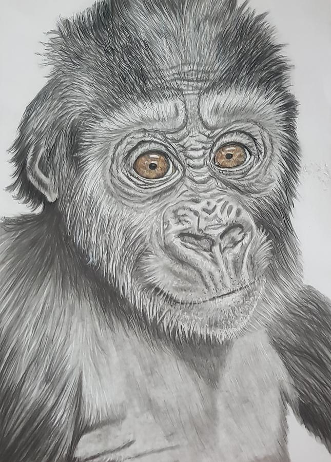 Baby Gorilla Drawing by Agata Siemiatkowska - Fine Art America