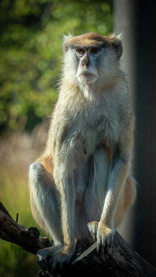 Monkey #2 Photograph by Jim Mathis