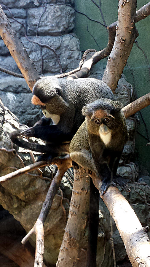 Monkeys #2 Photograph by Kenny Glover