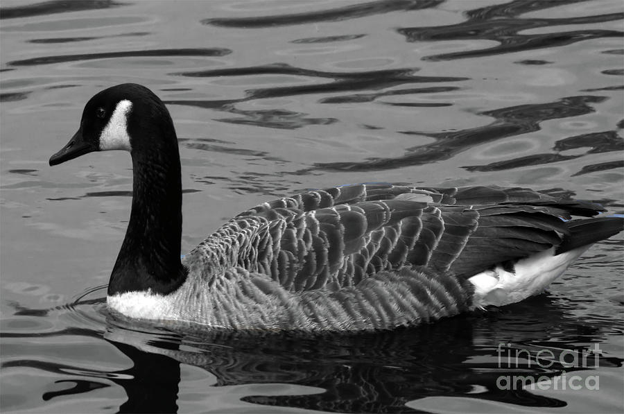 Monochrome Canada Goose, Alkington Woods, Manchester, UK #1 Photograph by Pics By Tony