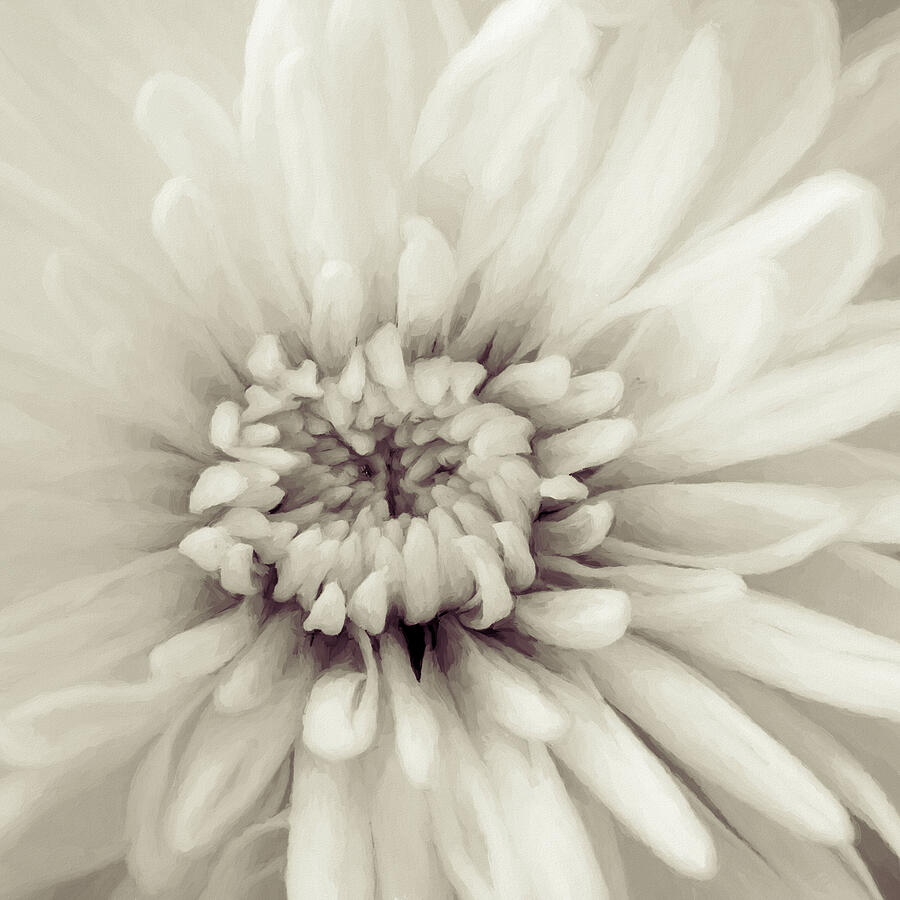 Monochrome Chrysanthemum Macro  #1 Digital Art by Tanya C Smith
