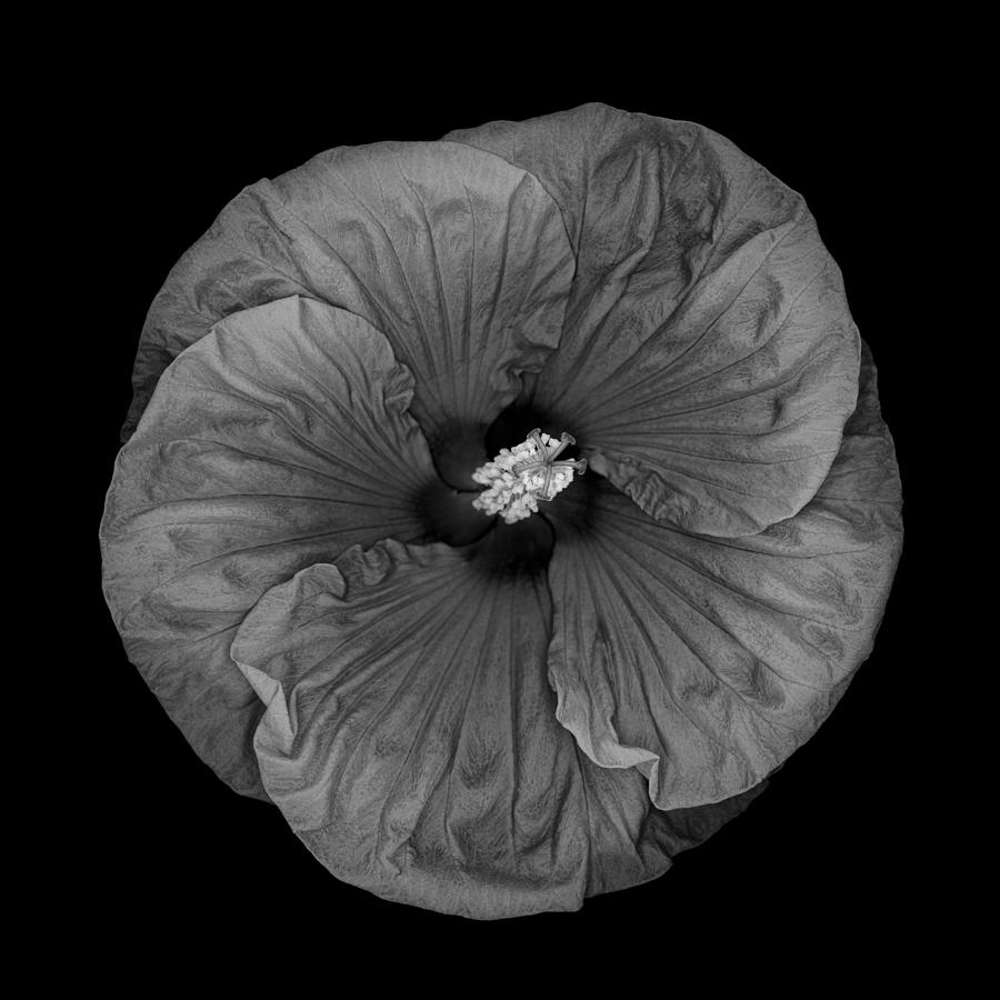 Monochrome hardy hibiscus #1 Photograph by OGphoto