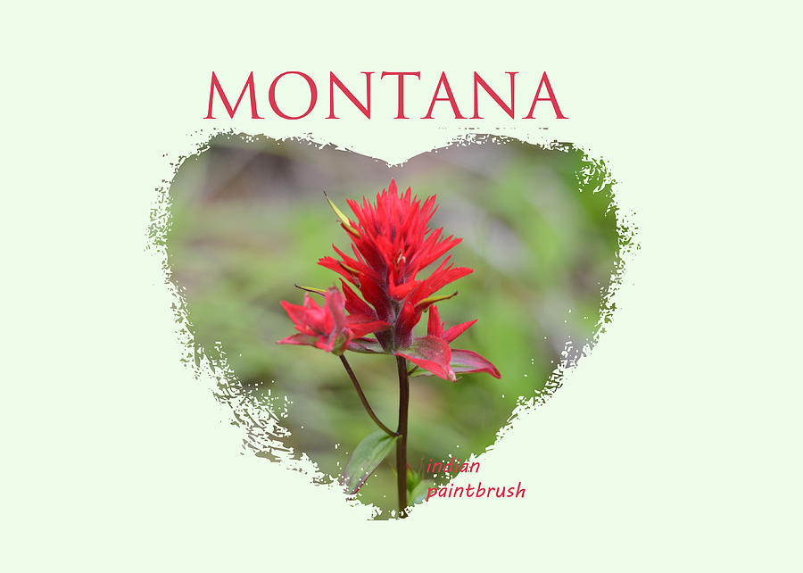 Montana Indian Paintbrush #1 Photograph by Whispering Peaks Photography