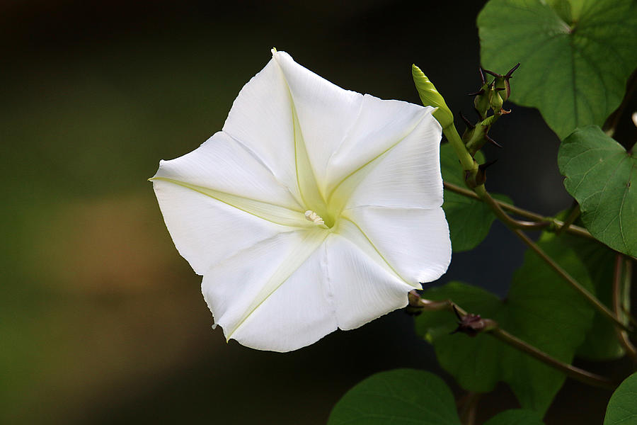 Moonflower #1 Photograph by Living Color Photography Lorraine Lynch
