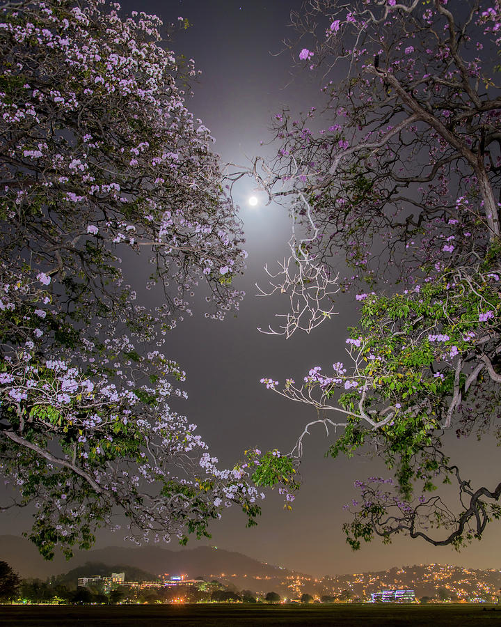 Moonlight and Magic Photograph by Rachel Lee Young