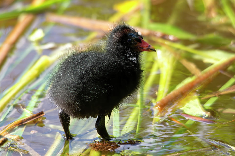 Moorhen chick #1 Photograph by Steev Stamford