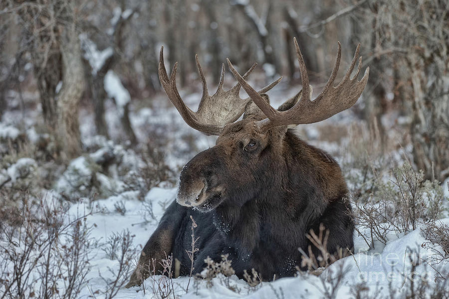 Moose Bedded Down Photograph by Tammy Wolfe Fine Art America