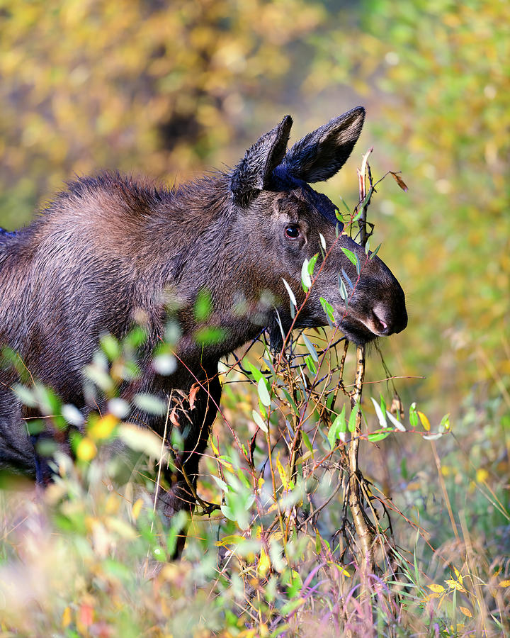 Moose Photograph - Moose Calf  #1 by Gary Langley