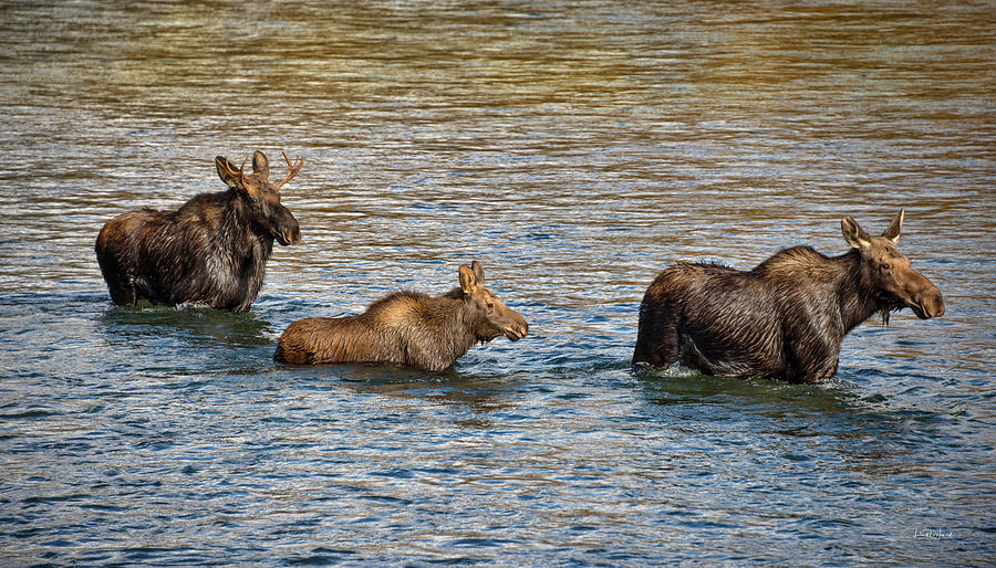Moose Family #2 Photograph by Leland D Howard
