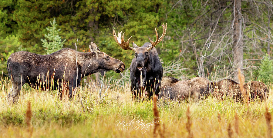 Moose Herd #1 Photograph by Mark Joseph