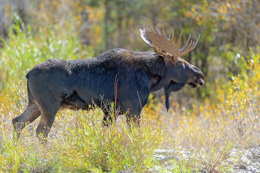Moose Photograph - Moose on the Gros Ventre River #1 by Gary Langley