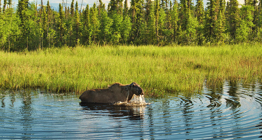 Moose Pond on Shaw Creek Flats Photograph by Cathy Mahnke