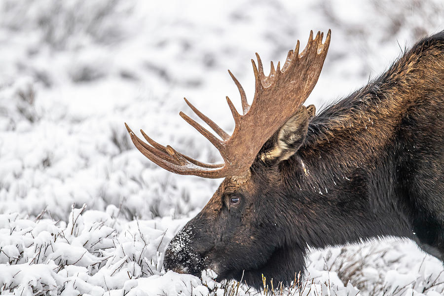 Yellowstone National Park Photograph - Moose Portrait #1 by Paul Freidlund
