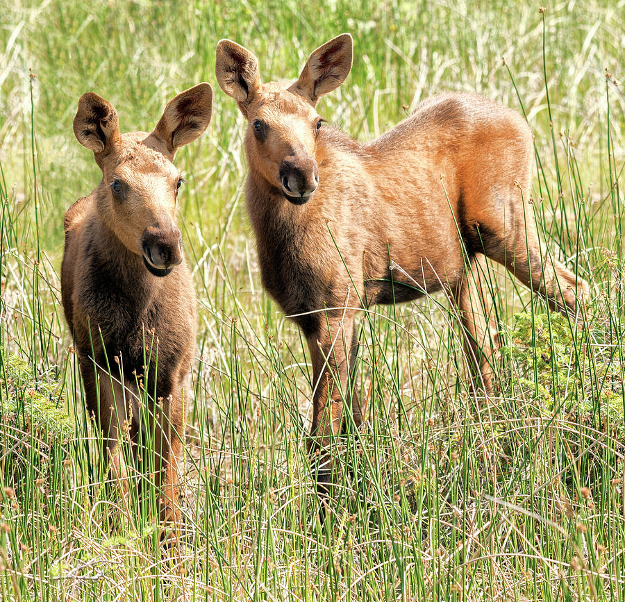 Moose Twins #2 Photograph by Robert Libby