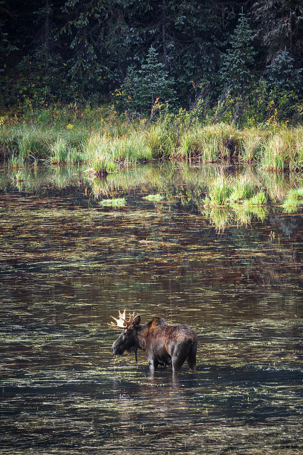 Moose Photograph by Whit Richardson Moose Photograph by Whit Richardson