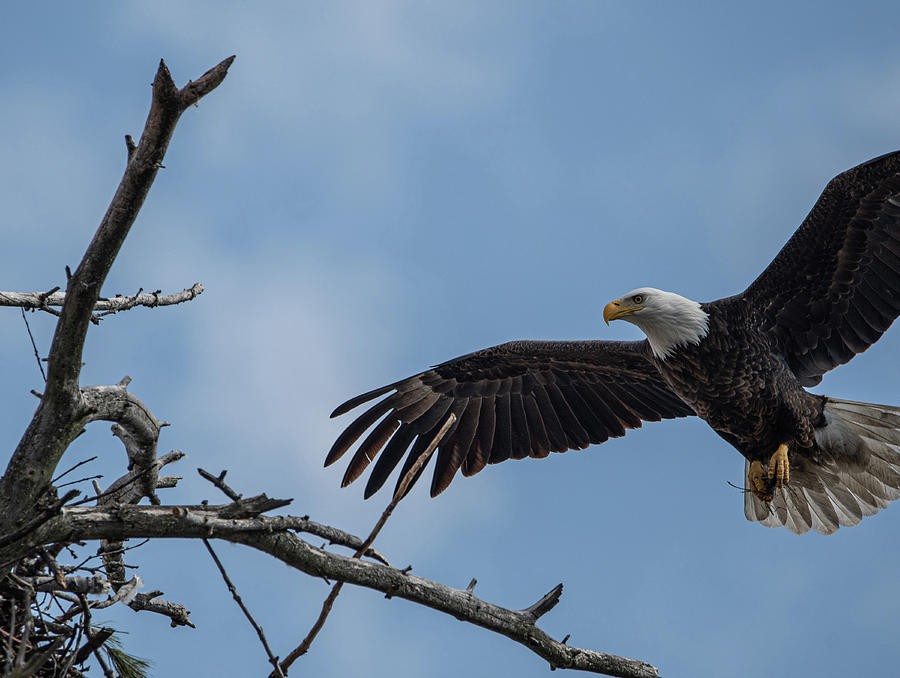 Mooseheart Eagles - 7 Photograph by David Bearden - Fine Art America