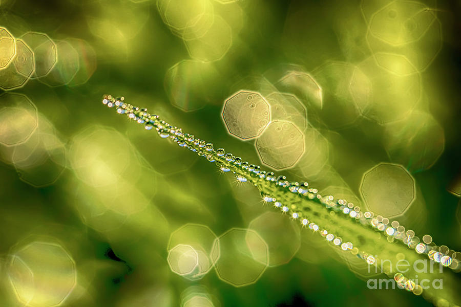 Abstract Photograph - Morning dew 3 by Veikko Suikkanen