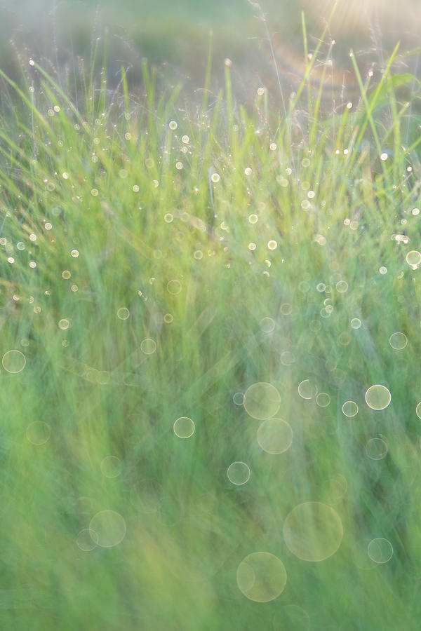 Morning Dew #1 Photograph by Forest Floor Photography