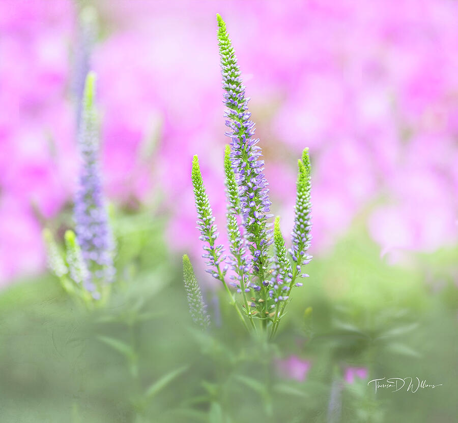 Morning Garden #1 Photograph by Theresa D Williams Smoky Mountains Morning Garden #1 Photograph by Theresa D Williams Smoky Mountains