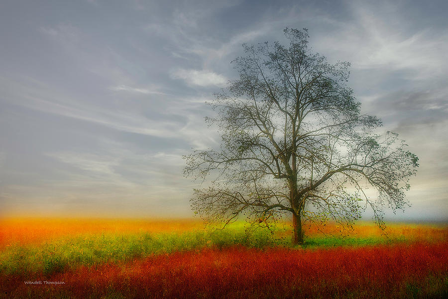 Morning in the Meadow #1 Photograph by Wendell Thompson