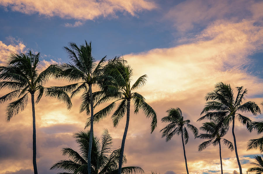 Morning Island Palms Photograph