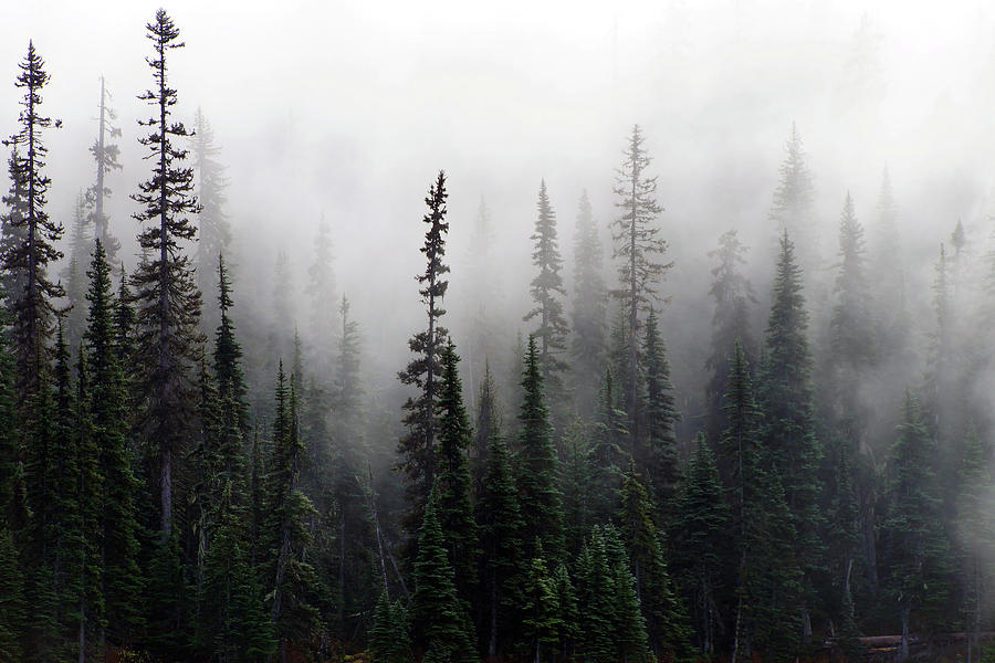 Morning mist rises from conifer forest #1 Photograph by Steve Estvanik