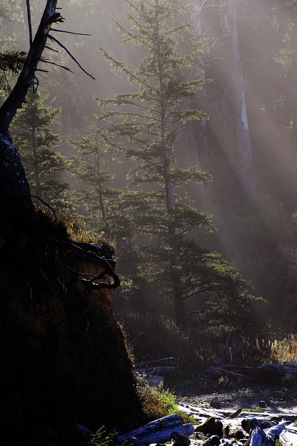 Morning sun streaming through old growth forest #1 Photograph by Steve Estvanik