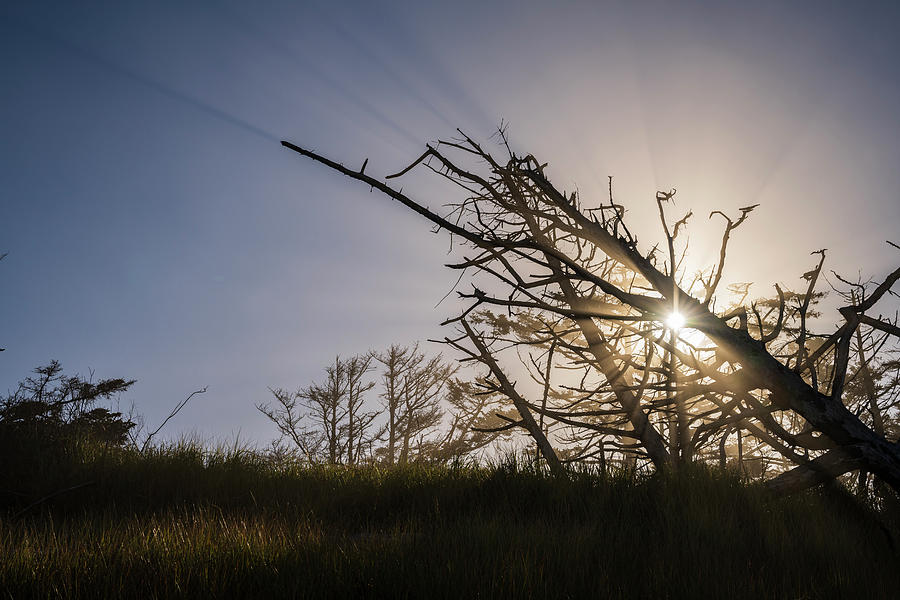 Branches Photograph - Morning Sunburst by Robert Potts